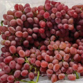 new season high quality red globe grapes